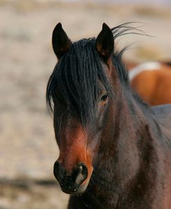 JQ4P1324 WildMustang, BLM Nevada, USA