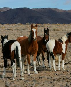 JQ4P1326 Wild Mustangs, BLM Nevada, USA