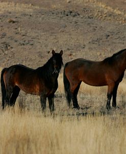 JQ4P1580 Wild Mustangs, BLM Nevada, USA