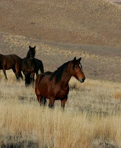 JQ4P1592 Wild Mustangs, BLM Nevada, USA