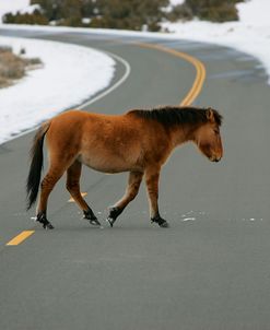 JQ4P2851 Mustang Youngster In The Snow, Pryor Mountains, USA