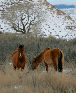 JQ4P2864 Mustangs In The Snow, Pryor Mountains, USA