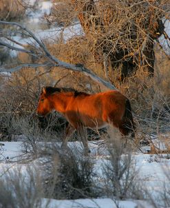 JQ4P2948 Mustang Foal In The Snow, Pryor Mountains, USA