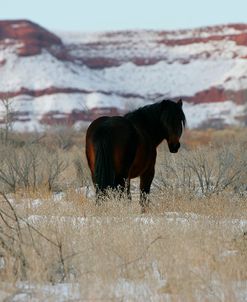 JQ4P2980 Mustang In The Snow, Pryor Mountains, USA