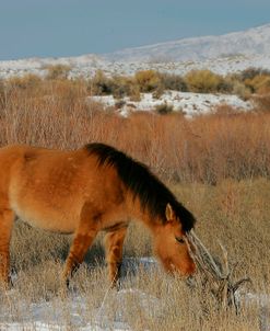 JQ4P3038 Mustang In The Snow, Pryor Mountains, USA