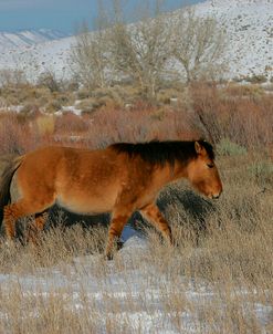 JQ4P3044 Mustang In The Snow, Pryor Mountains, USA