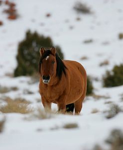 JQ4P2752 Mustang In The Snow, Pryor Mountains, USA