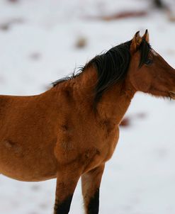 JQ4P2760 Mustang In The Snow, Pryor Mountains, USA