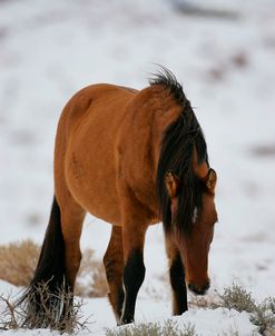 JQ4P2767 Mustang In The Snow, Pryor Mountains, USA
