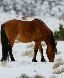 JQ4P2798 Mustang In The Snow, Pryor Mountains, USA