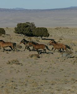JQ4P3174 Sulphur Mustangs, Utah, USA