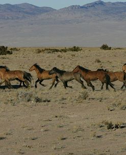 JQ4P3187 Sulphur Mustangs, Utah, USA