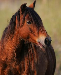 JQ4P3876 Banker Pony, North Carolina, USA 2007