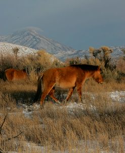 JQ4P3069 Mustang In The Snow, Pryor Mountains, USA