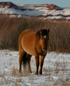 JQ4P3111 Mustang In The Snow, Pryor Mountains, USA