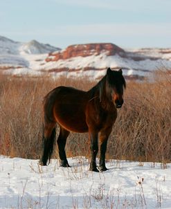 JQ4P3117 Mustang In The Snow, Pryor Mountains, USA