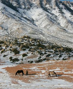 JQ4P3159 MustangsIn The Snow, Pryor Mountains, USA