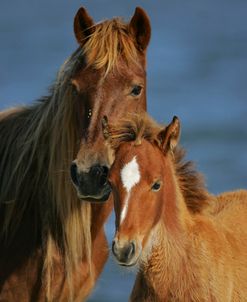 JQ4P4002 Banker Pony Mare & Foal, North Carolina, USA 2007