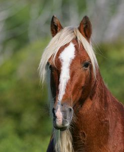 JQ4P4017 Banker Pony, USA 2007