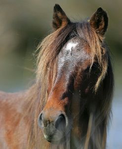 JQ4P4107 Banker Pony, North Carolina, USA 2007