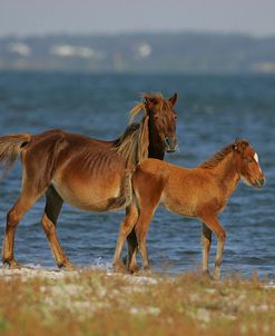 JQ4P3975 Banker Pony Mare & Foal, North Carolina, USA 2007