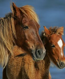 JQ4P3998 Banker Pony Mare & Foal, North Carolina, USA 2007