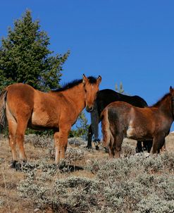 JQ4P4736 Mustang Foals Pryor Mountains, USA
