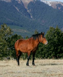 JQ4P4766 Mustang Stallion Pryor Mountains, USA