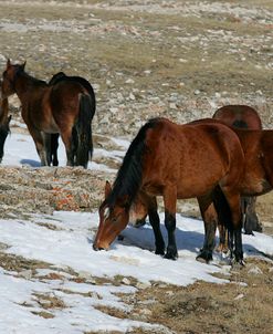 JQ4P4791 Mustangs Pryor Mountains, USA