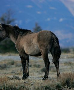 JQ4P4855 Mustang Pryor Mountains, USA