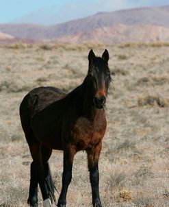 MD3P1494 Wild Mustang, BLM Nevada, USA