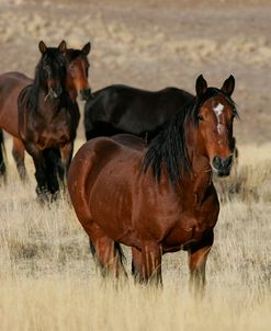 MD3P1538 Wild Mustangs, BLM Nevada, USA