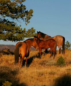 JQ4P4639 Mustang Stallion With Mare & Foal Pryor Mountains, USA