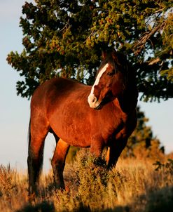 JQ4P4656 Mustang Stallion Pryor Mountains, USA