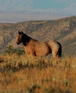 JQ4P4680 Mustang Pryor Mountains, USA