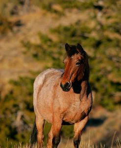 JQ4P4699 Mustang Pryor Mountains, USA