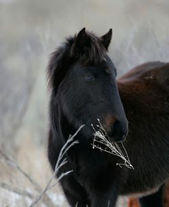 MD3P3314 Mustang Eating In The Snow, Pryor Mountains, USA