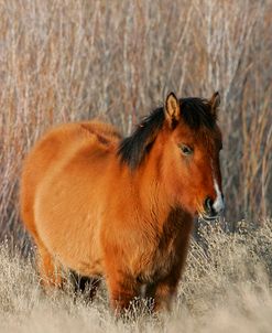 MD3P3460 Mustang Foal In The Snow, Pryor Mountains, USA