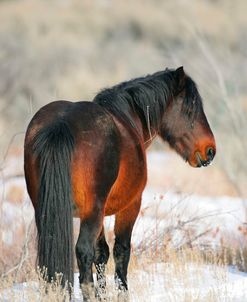 MD3P3482 Mustang In The Snow, Pryor Mountains, USA