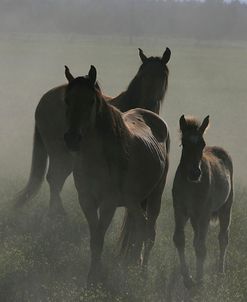 MD3P3947 Kiger Mustang Mares & Foal, K.M.R. Co, Oregon