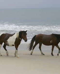 MI9E0791 Chincoteague Ponies, Virginia, USA 2007