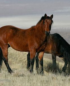 MD3P1587 Wild Mustangs, BLM Nevada, USA