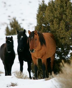 MD3P3127 Mustangs In The Snow, Pryor Mountains, USA