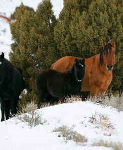 MD3P3145 Mustangs In The Snow, Pryor Mountains, USA