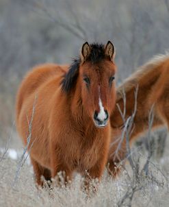 MD3P3296 Mustang In The Snow, Pryor Mountains, USA