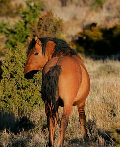 MI9E1336 Mustang Pryor Mountains, USA