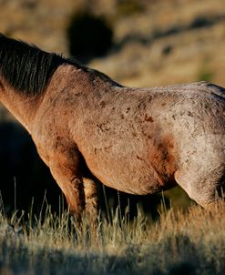 MI9E1343 Mustang Pryor Mountains, USA