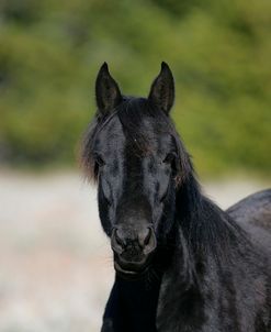 MI9E1394 Mustang Pryor Mountains, USA