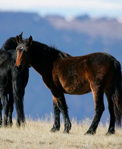 MI9E1453 Mustangs Pryor Mountains, USA