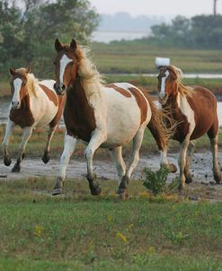 MI9E0842 Chincoteague Ponies, Virginia, USA 2007